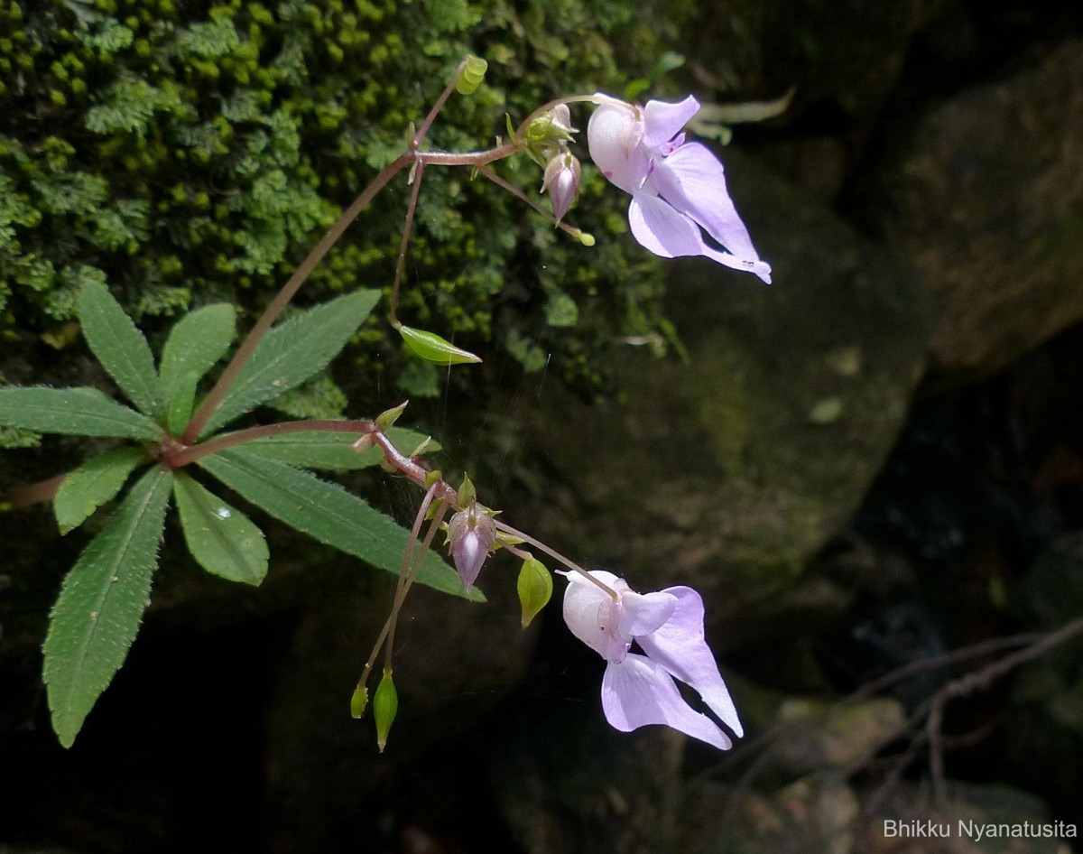 Impatiens thwaitesii Hook.f. ex Grey-Wilson